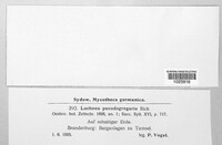 Trichophaea pseudogregaria image
